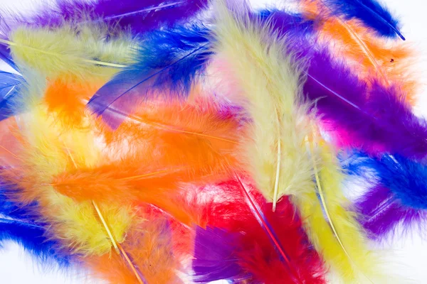 stock image Feathers