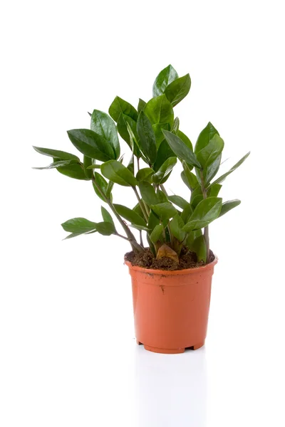 Planta (Zamioculcas) ) — Fotografia de Stock