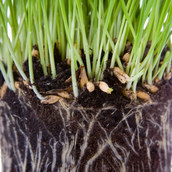 Green grass with roots close up — Stock Photo, Image