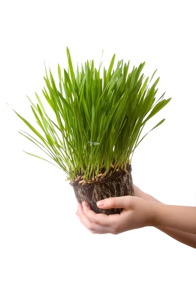 Zelená tráva v dětskou rukou — Stock fotografie