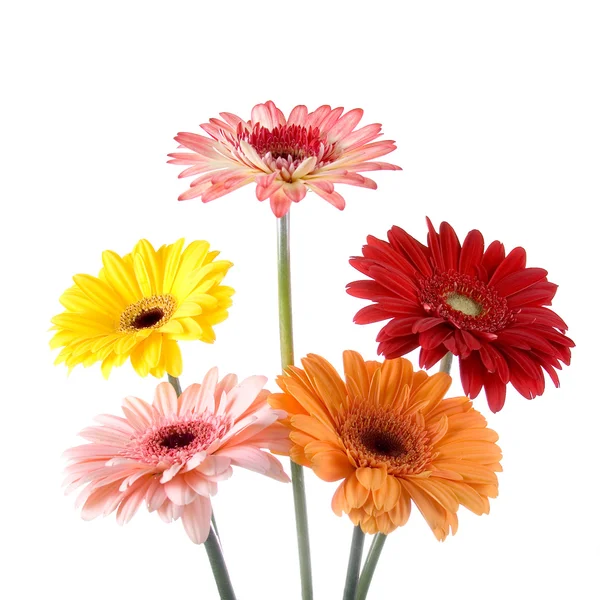 ガーベラの花束 — ストック写真