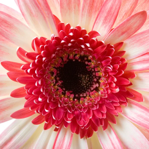 Gerbera rose gros plan — Photo