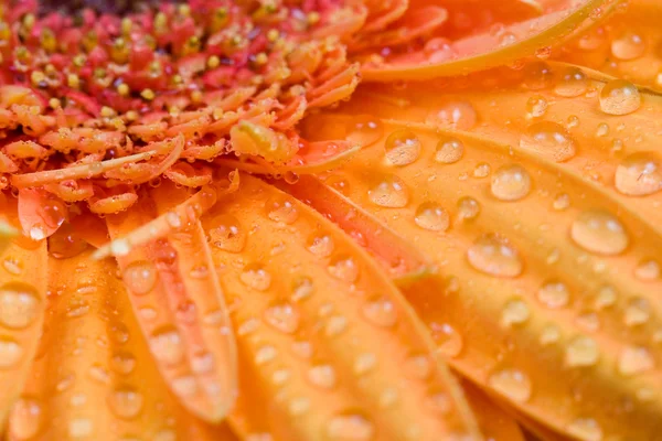 stock image Orange gerbera close-up