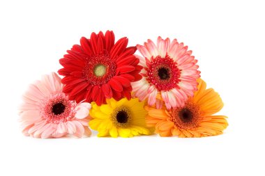 buket gerbera