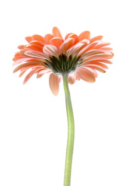 pembe gerbera