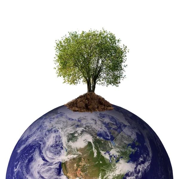 Dünya'dan büyüyen ağacı — Stok fotoğraf