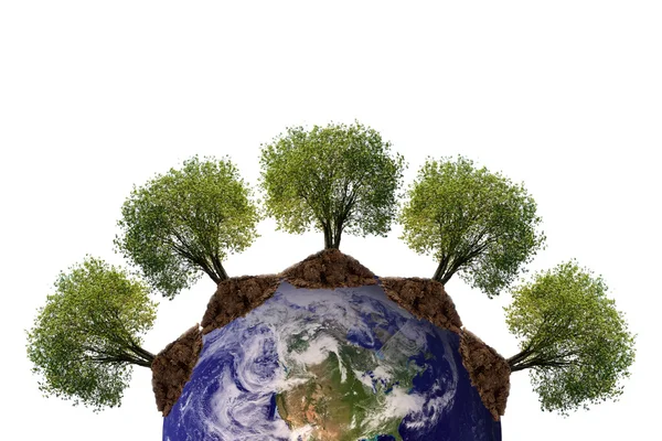 Bomen groeien uit de aarde — Stockfoto