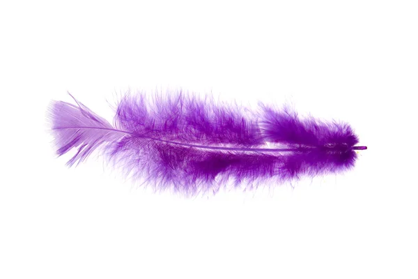 stock image Feather