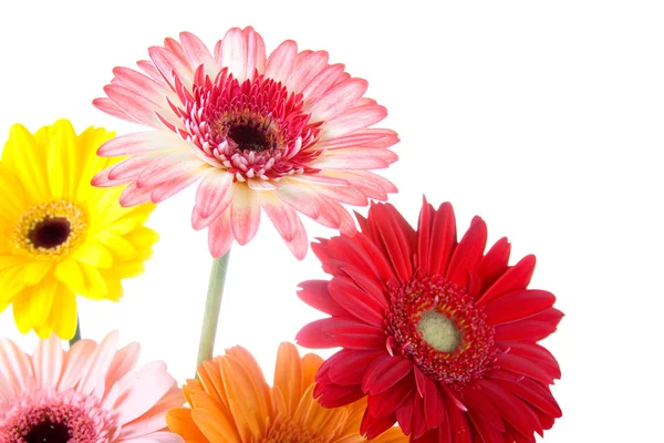 Bouquet gerberas — Stock Photo, Image