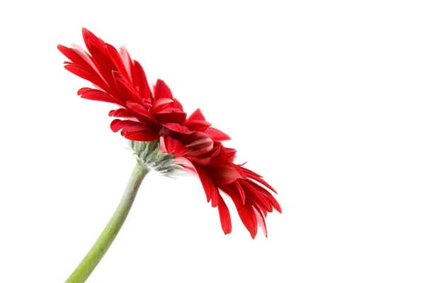 Κόκκινο λευκό λουλούδι — Φωτογραφία Αρχείου