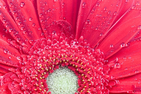 Röd gerbera närbild, floral bakgrund — Stockfoto