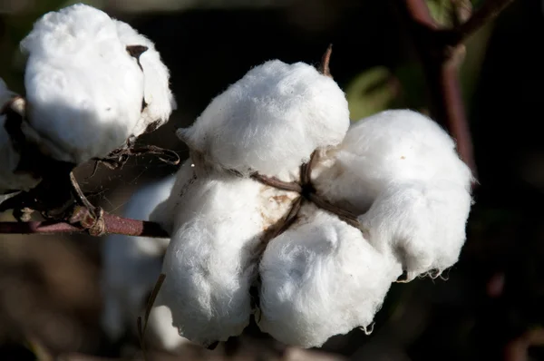 Bolls de algodão — Fotografia de Stock