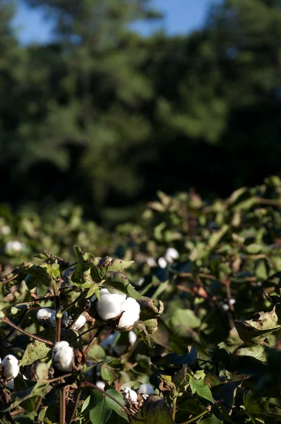 Boll de algodão — Fotografia de Stock