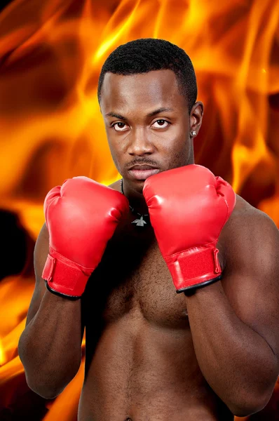 Siyah erkek boxer — Stok fotoğraf