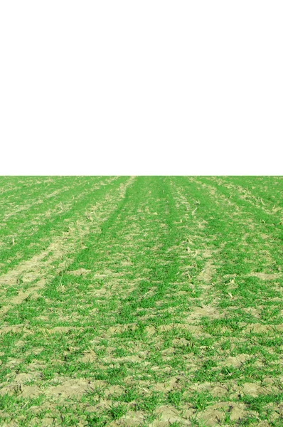 grassy field | 图库照片 08 robert byron #5369639