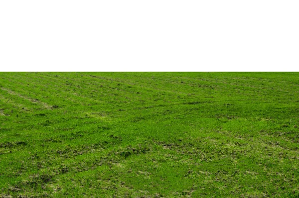 Grassy Field — Stock Photo, Image