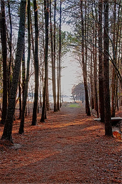 Lasy ścieżka — Zdjęcie stockowe