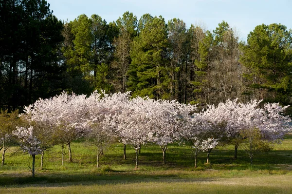 Kirschbäume — Stockfoto