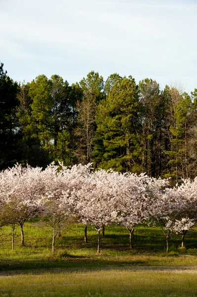 stock image Cherry Trees