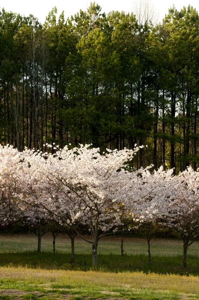 Stock image Cherry Trees