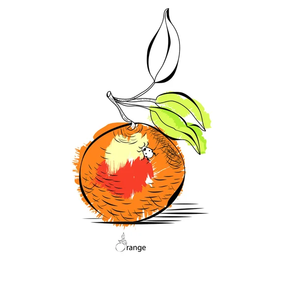 Naranja — Archivo Imágenes Vectoriales