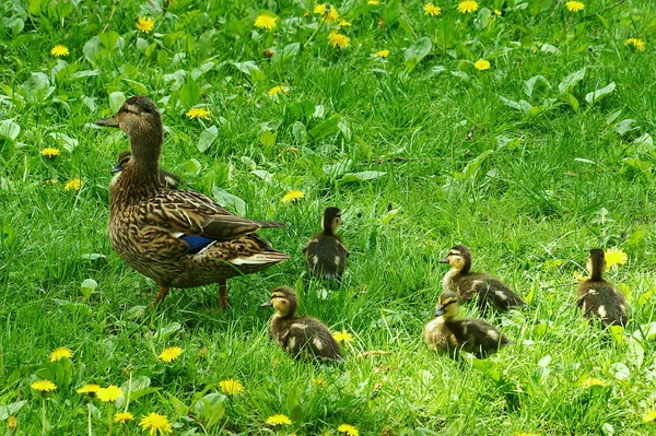 Duck Family — Stock Photo, Image