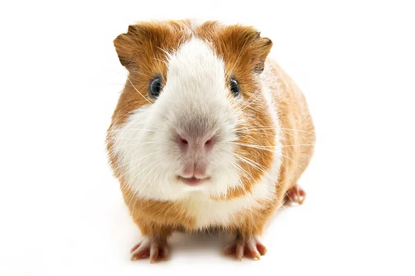 Guinea pig — Stock Photo, Image