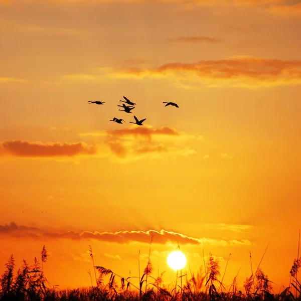 Закат диких гусей — стоковое фото