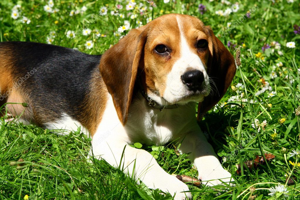 Funny beagle puppies | Funny beagle puppy in park — Stock Photo ...