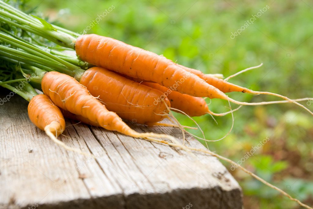 Fresh carrot — Stock Photo © alll32 #4376894