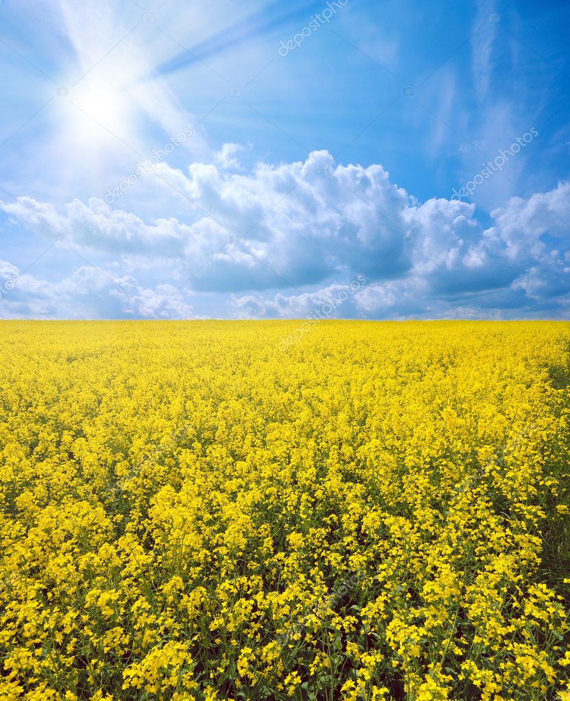 brassica napus | 图库照片 08 olena mykhaylova #4317347