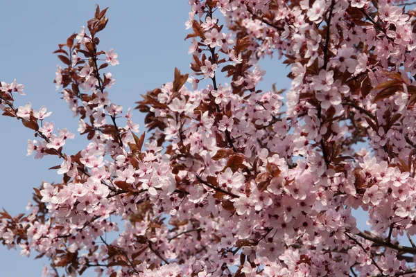 Japán cseresznye — Stock Fotó