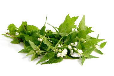 Stinging Nettle clipart