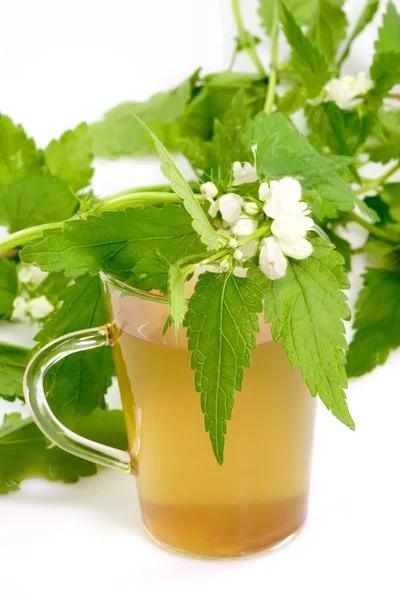 Egészséges gyógynövény tea — Stock Fotó