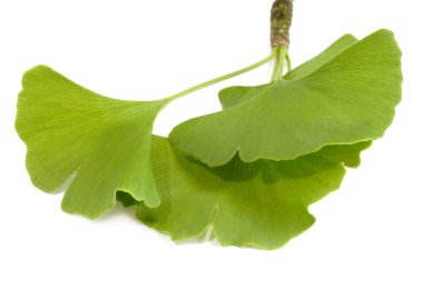 Ginkgo clipart