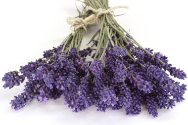 Lavender clipart