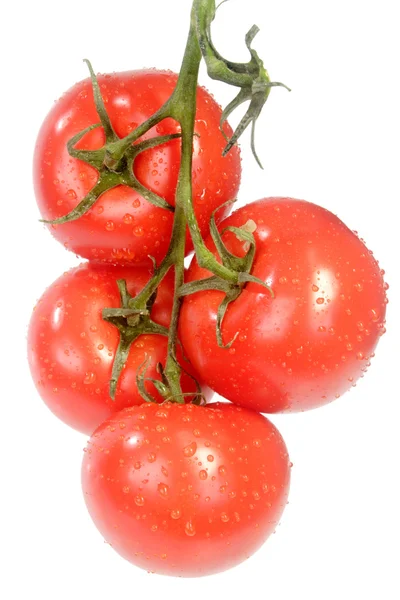 Fresh vine tomatoes — Stock Photo, Image