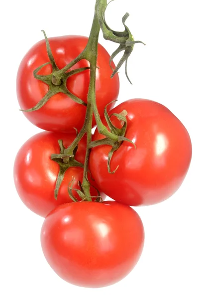 Tomates de vid — Foto de Stock