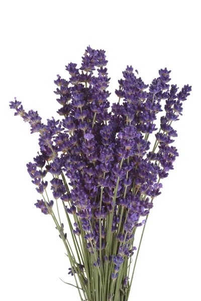 Blühender Lavendel — Stockfoto