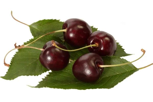 Close Up of Black Cherries — Stock Photo, Image