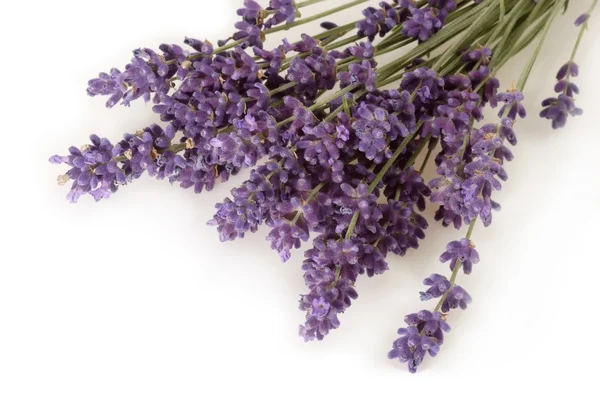 Close-up van lavendel — Stockfoto