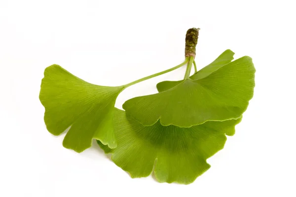 Üç ginkgo yaprağı — Stok fotoğraf