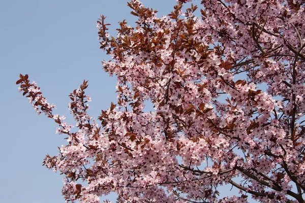 Körsbärsträd — Stockfoto