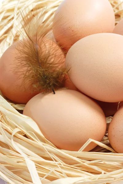 Bruin eieren met veer — Stockfoto
