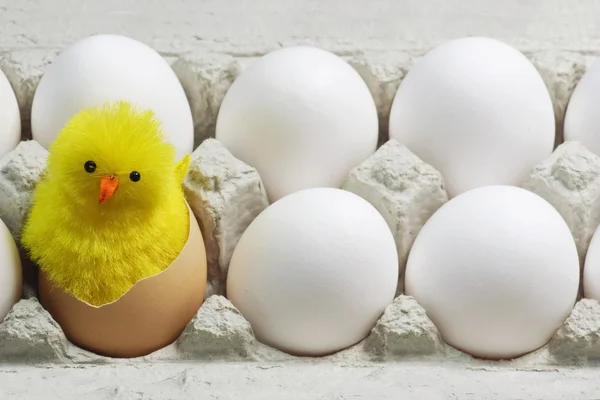 Pintainho entre ovos brancos — Fotografia de Stock