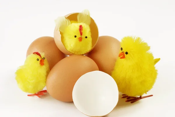 Hatched chicks — Stock Photo, Image