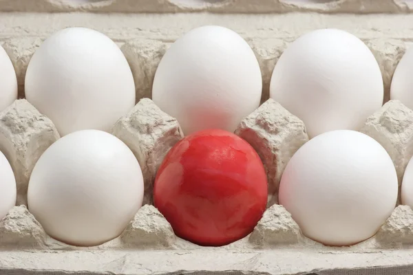 Белые Яйца Одним Покрашенным Яйцом Картонную Коробку — стоковое фото