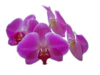 Beyaz phalaenopsis