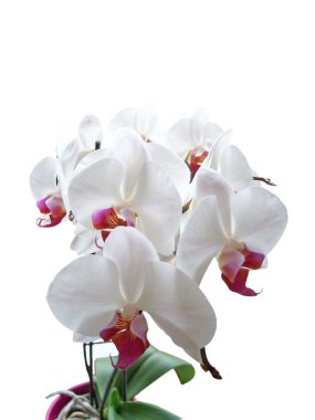 Beyaz phalaenopsis