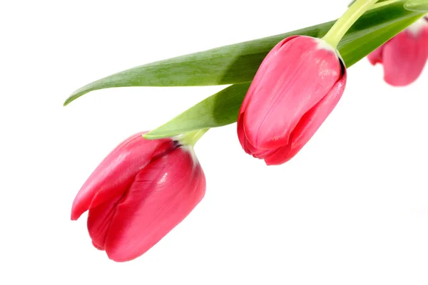 Цветет тюльпан — стоковое фото